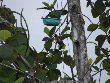 Malezya hayvanlar vahşi doğada