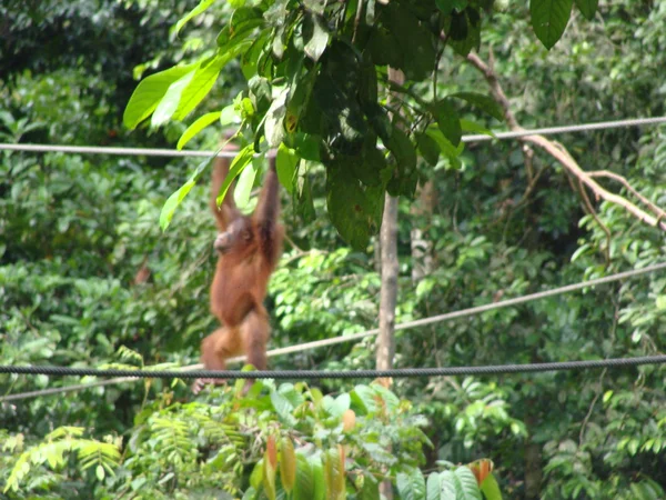 Hewan Malaysia di alam liar — Stok Foto