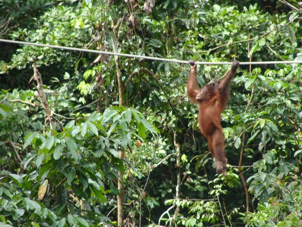 Tiere Malaisias in wilder Natur — Stockfoto