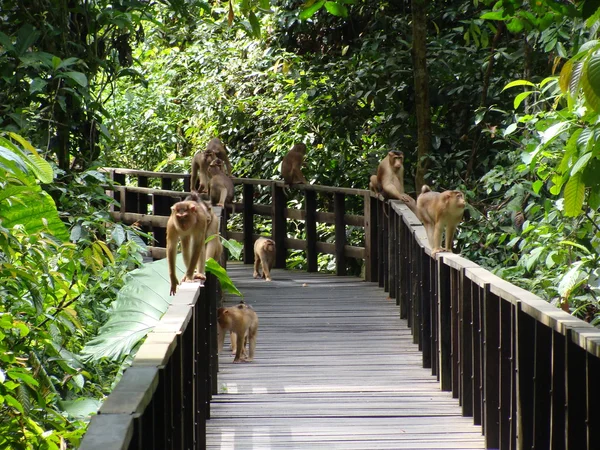 Állatok, Malajzia, a vad természet — Stock Fotó