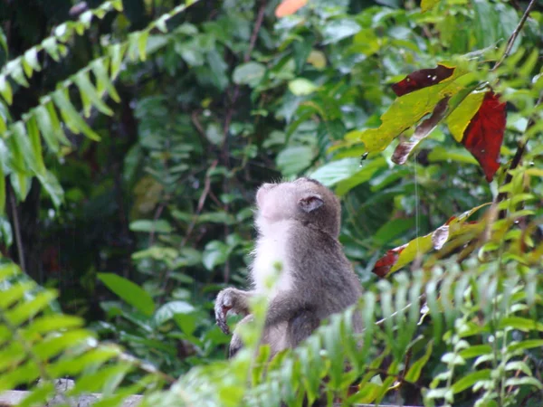 Animales de Malasia en la naturaleza salvaje —  Fotos de Stock