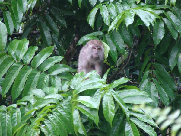 야생의 자연에서 말레이시아의 동물 — 스톡 사진