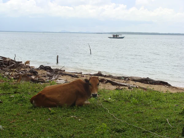 Animals in  Malaysia in wild nature — Stock Photo, Image