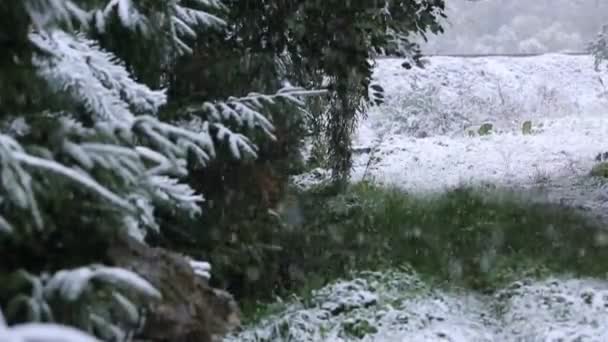 Filmación - Bosque de invierno — Vídeos de Stock