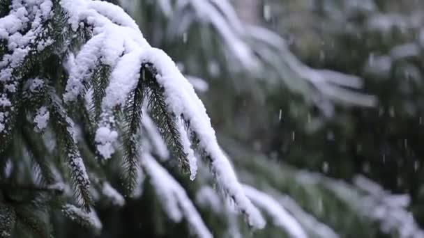 Görüntüleri - kış orman — Stok video