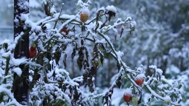 Tomates vermelhos no inverno — Vídeo de Stock