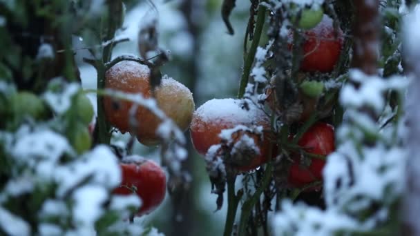 Filmación - Tomates rojos en invierno — Vídeo de stock