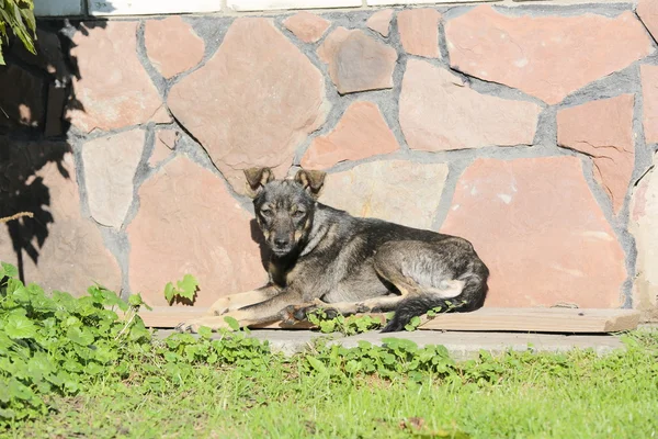 Filmación: perros y gatos están tendidos, comiendo hierba en un día soleado — Foto de Stock