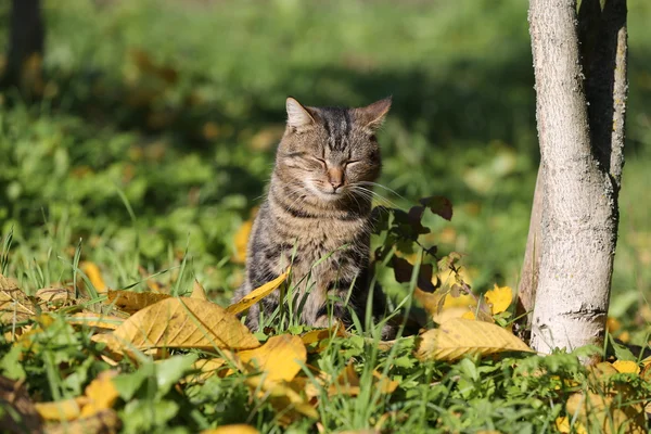 Footage -  Dogs and cats are laying, eating  grass on sunny day — Stock Photo, Image