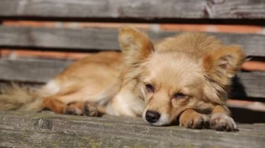 Görüntüleri - köpek ve kedi güneşli günde çim yeme döşeme