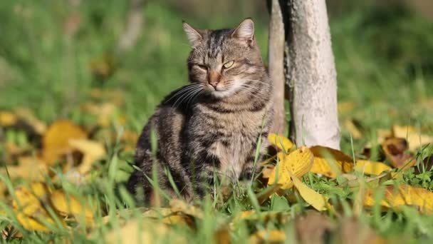 Filmagem - Cães e gatos estão deitando, comendo grama no dia ensolarado — Vídeo de Stock