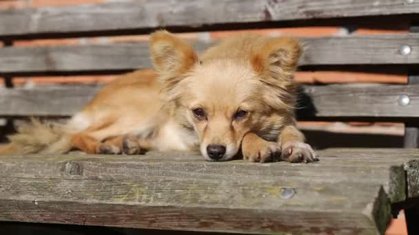 Filmagem - Cães e gatos estão deitando, comendo grama no dia ensolarado — Vídeo de Stock