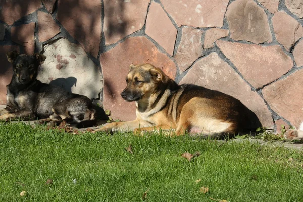 Felvétel - kutyák és macskák fektetése, eszik fű napos — Stock Fotó