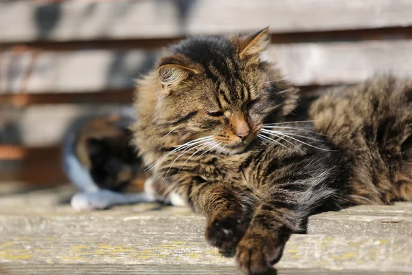 Footage -  Dogs and cats are laying, eating  grass on sunny day