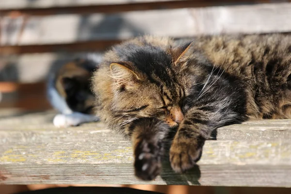 Footage -  Dogs and cats are laying, eating  grass on sunny day