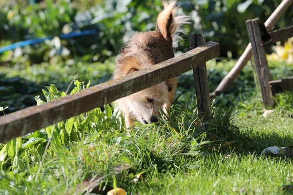 Footage -  Dogs and cats are laying, eating  grass on sunny day