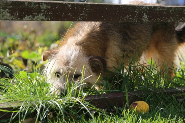 Footage -  Dogs and cats are laying, eating  grass on sunny day