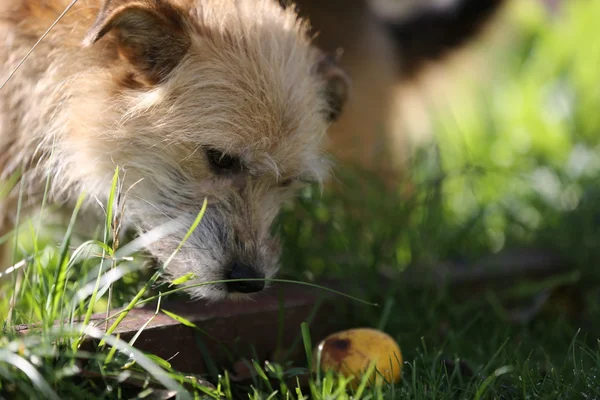 Footage -  Dogs and cats are laying, eating  grass on sunny day