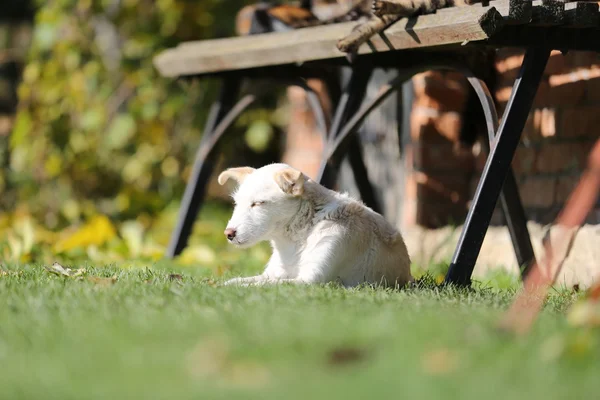 Footage -  Dogs and cats are laying, eating  grass on sunny day