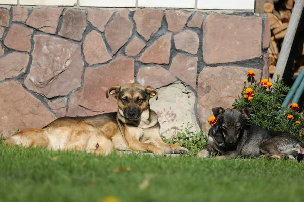 Footage -  Dogs and cats are laying, eating  grass on sunny day