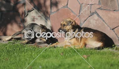 Görüntüleri - köpek ve kedi güneşli günde çim yeme döşeme