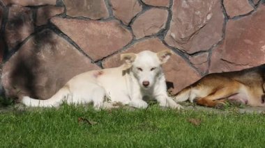 Görüntüleri - köpek ve kedi güneşli günde çim yeme döşeme