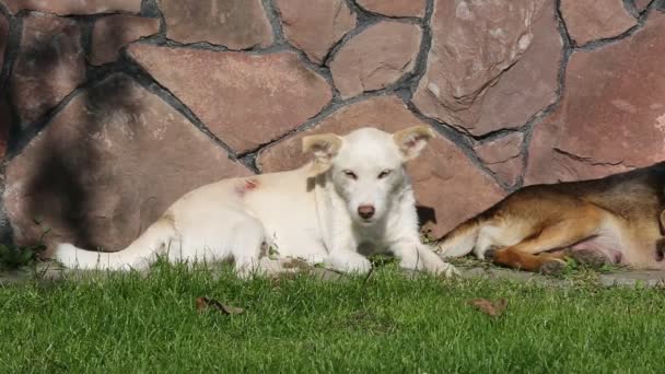 Filmación: perros y gatos están tendidos, comiendo hierba en un día soleado — Vídeos de Stock