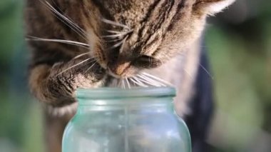 Görüntüleri - kedi şişeden süt içiyor. Komik hayvanlar. Dostluk sonsuza kadar.