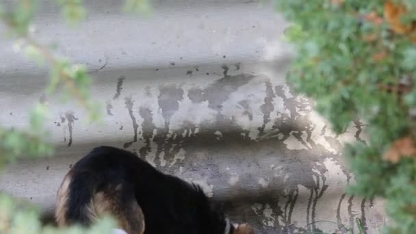 Des animaux drôles. Amitié pour toujours .