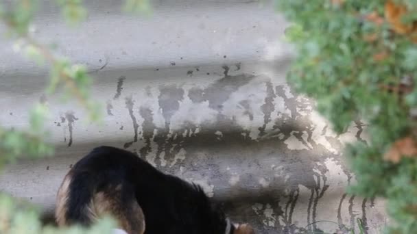 Des animaux drôles. Amitié pour toujours . — Video