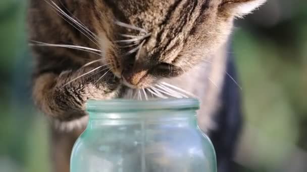 Filmación: el gato bebe leche de la botella. Animales divertidos. Amistad para siempre . — Vídeos de Stock