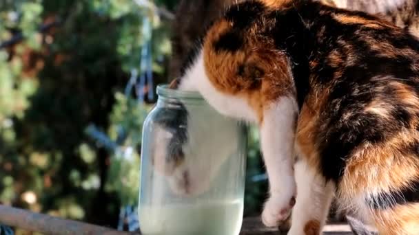 Filmati - Cat beve latte dalla bottiglia. Animali simpatici. Amicizia per sempre . — Video Stock