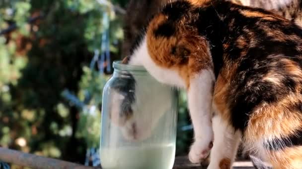 Metráž - kočka pije mléko z lahve. Legrační domácí zvířata. Navždy přátelství.
