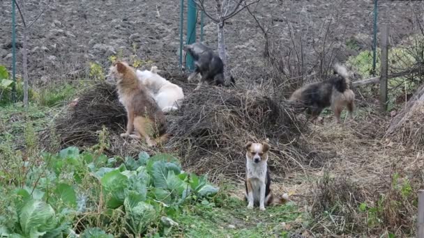 Animales divertidos. Amistad para siempre . — Vídeo de stock