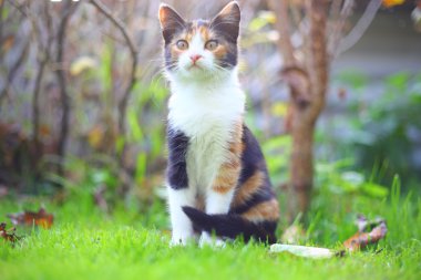 Fanny evcil hayvan. Dostluk sonsuza kadar.