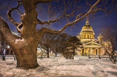 St. Isaac's Cathedral boğumlu eski ağacında paws