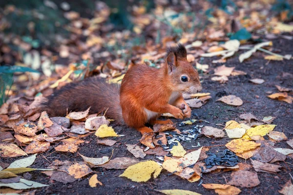 Esquilo está comendo girassol — Fotografia de Stock