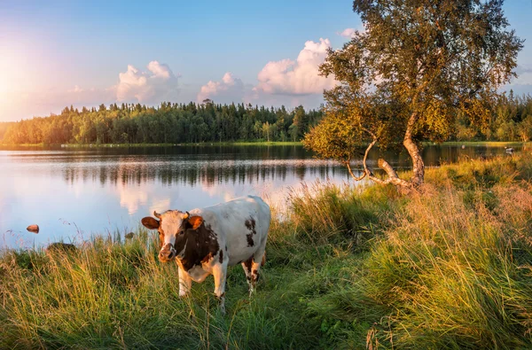 Vaca en la naturaleza — Foto de Stock