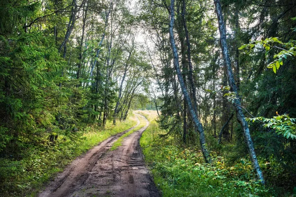 Die Straße Durch Den Nördlichen Wald Auf Der Insel Anzer — Stockfoto