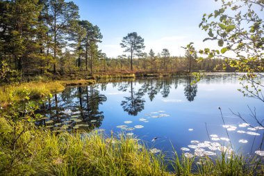Sonbahar güneşinin ışınlarında Anzer Adası 'ndaki (Solovetsky Adaları) ağaçların ayna yansımalarına sahip güzel bir göl.
