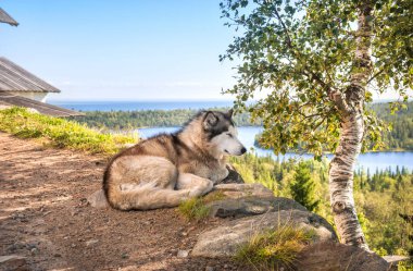 Anzer Adası 'ndaki Golgotha-Çarmıha gerilme inzivasında uyuyan bir köpek sonbahar güneşinin ışınlarında mavi bir gökyüzünün altında.