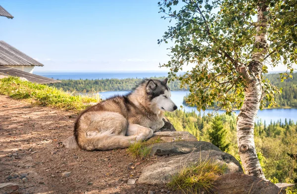 Perro Dormido Una Montaña Ermita Del Gólgota Crucifixión Isla Anzer —  Fotos de Stock