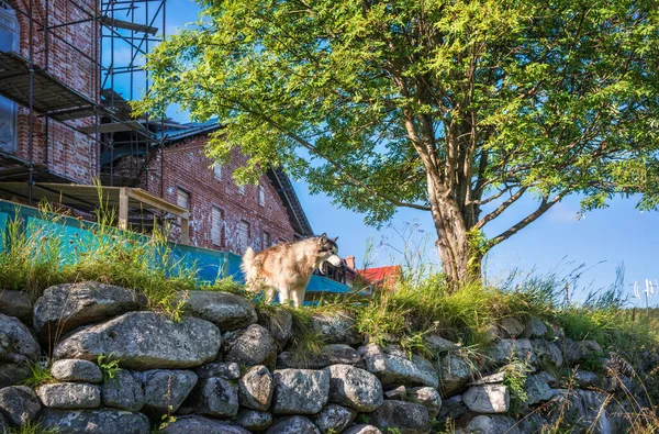 Perro Está Pie Sobre Grandes Piedras Santísima Trinidad Skete Isla Imagen De Stock