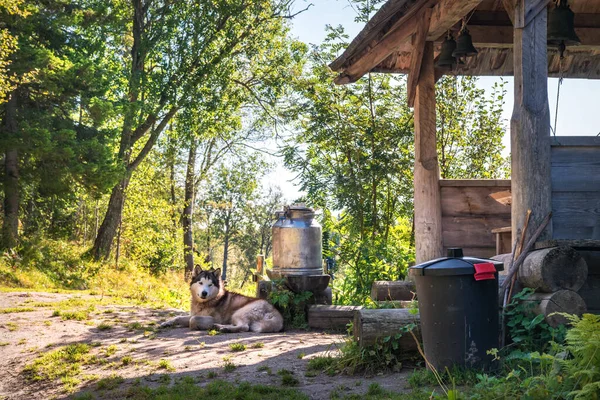 Perro Yace Suelo Ermita Del Calvario Crucifixión Montaña Isla Anzer Fotos De Stock Sin Royalties Gratis