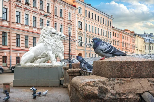 Sculptures Blanches Lions Sur Pont Lion Sur Canal Griboyedov Saint — Photo