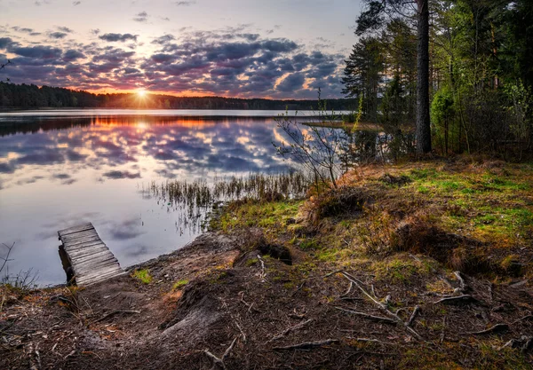 Morgon i en björnskog — Stockfoto