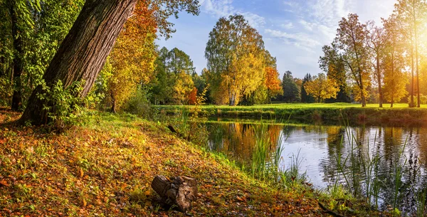 Three sisters birches — Stock Photo, Image