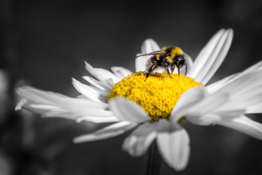 Lezzetli sarı glade