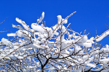 Karla kaplı ağaç dalları