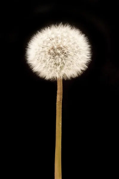 Dandelion — Stock Photo, Image